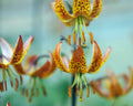 Lilium Sutton Court