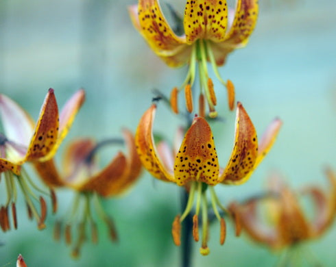 Lilium Sutton Court