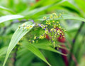 Small but numerous brownish flowers and fresh green foliage