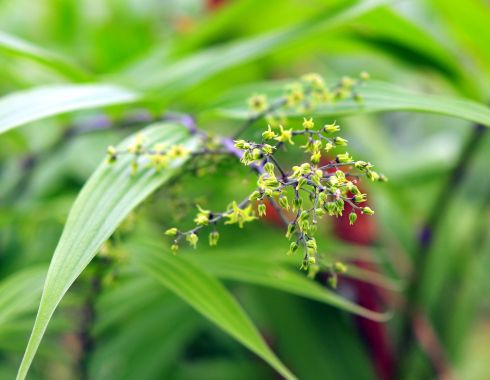 Small but numerous brownish flowers and fresh green foliage