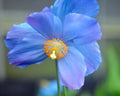 A close-up photograph of a single blue flower with soft lavender-purple edges and a bright orange-yellow center, set against a blurred green and gray natural background.