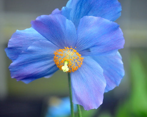 A close-up photograph of a single blue flower with soft lavender-purple edges and a bright orange-yellow center, set against a blurred green and gray natural background.