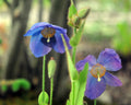 Meconopsis Ascreavie