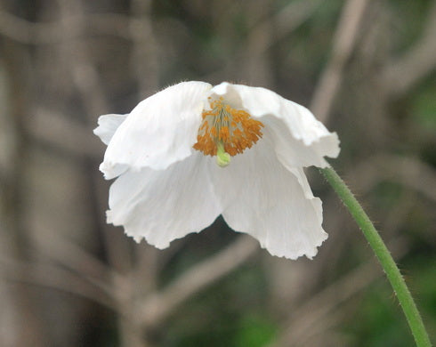 Meconopsis Ascreavie White