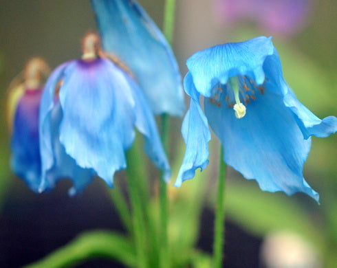 Meconopsis Bryan Conway