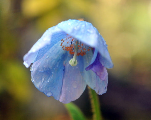 A close-up photograph of a light blue bell-shaped flower with water droplets on its petals, set against a soft, blurred green and yellow natural background.