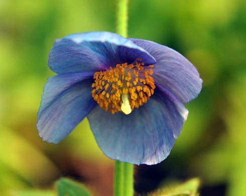 A single blue flower with soft periwinkle petals and a prominent orange-yellow center, photographed close up against a blurred green background.