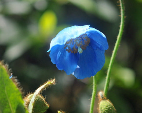 A single bright blue flower with a dark brown center and green stem, photographed close up against a blurred green natural background.