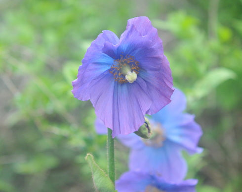 A close-up of a single purple-blue flower with a green stem against a soft, blurred green natural background.