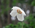 A single white flower with a prominent orange and yellow center, photographed outdoors against a soft, blurred green and brown natural background.