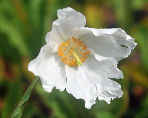 A single white flower with a yellow-orange center, photographed close up against a blurred green and brown natural background.