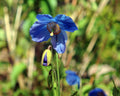 A close-up photograph of a vibrant blue flower with a dark, speckled center and a small yellow accent, set against a soft-focus green and brown natural background.
