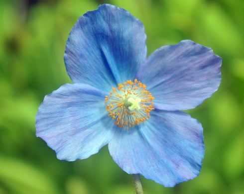 A single blue flower with five petals and a yellow-orange center, photographed close up against a soft green blurred background.