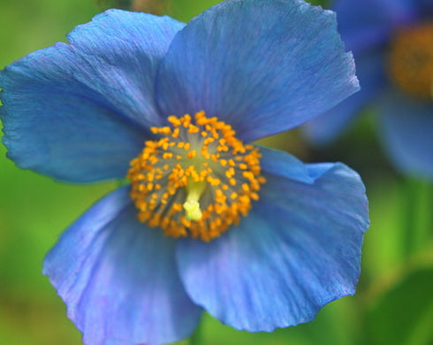 A close-up photograph of a single blue flower with five petals and a bright yellow-orange center, set against a soft green blurred background.