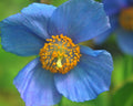 A close-up photograph of a single blue flower with five petals and a bright yellow-orange center, set against a soft green blurred background.