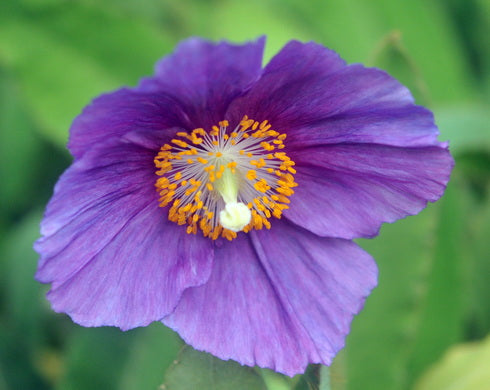 Big purple flower against a blurred green background