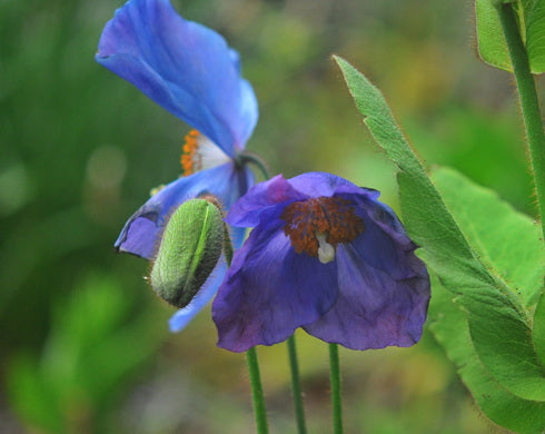 Meconopsis Susan's Reward