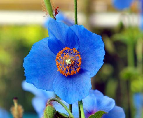 Good sized big blue poppy like flowers