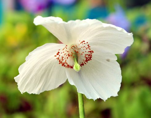 Gorgeous big white poppy like flowers