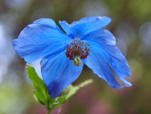 Excellent blue poppy like flowers with yellow stamens
