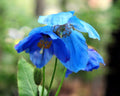 Deep blue poppy like flowers