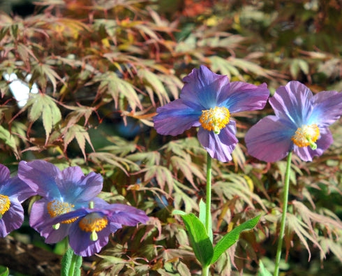 Good purple to blue poppy like flowers