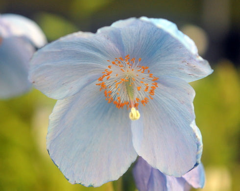A close-up photograph of a single pale blue flower with a bright orange-yellow center and soft blurred green background.