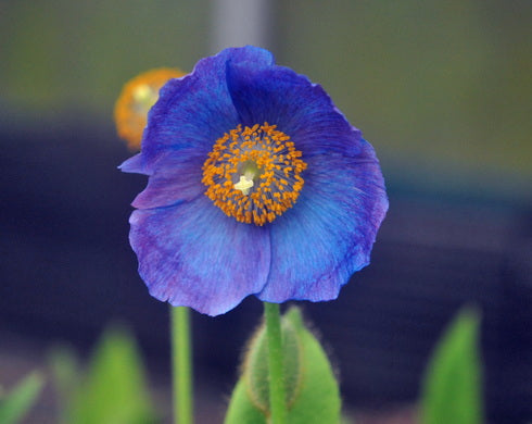 A single vivid blue-purple flower with a bright orange-yellow center and green stem, photographed close up against a blurred dark green background.