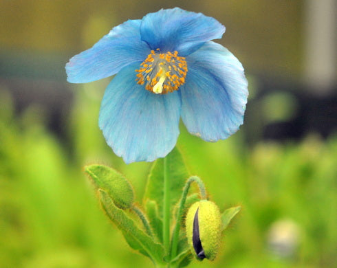 A single light blue flower with a yellow-orange center and green leaves, photographed in a soft natural setting with blurred green foliage in the background.