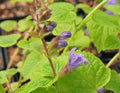 Meehania urticifolia