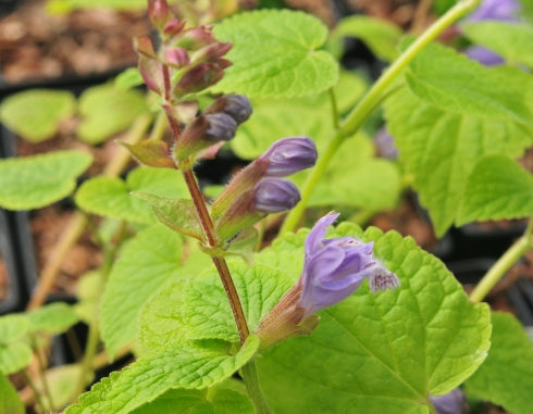 Meehania urticifolia
