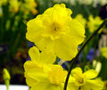 Narcissus cordubensis