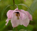 Nomocharis aperta