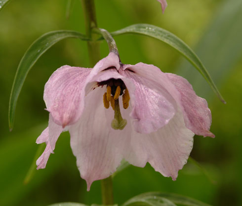 Nomocharis aperta