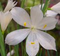 Olsynium douglasii Album
