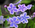 Omphalodes cappadocica Starry Eyes