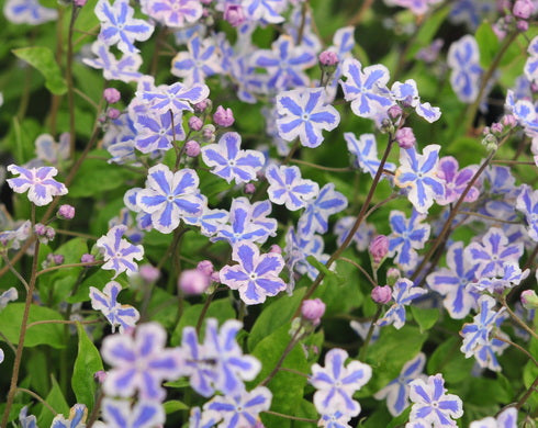Omphalodes cappadocica Starry Eyes