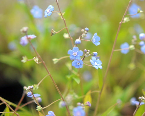 Omphalodes nitida