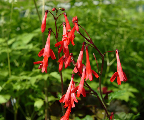 Ourisia coccinea