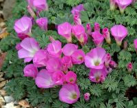Oxalis adenophylla