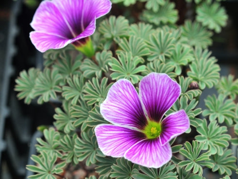 Oxalis laciniata