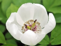 Paeonia japonica