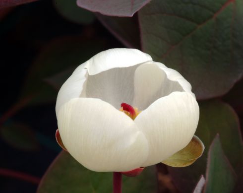 Almost perfect globular pure white flowers