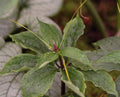 Paris polyphylla
