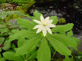 Big creamy white flowers last for ages.