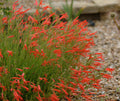 Brilliant orange tubular flower and needle-like foliage
