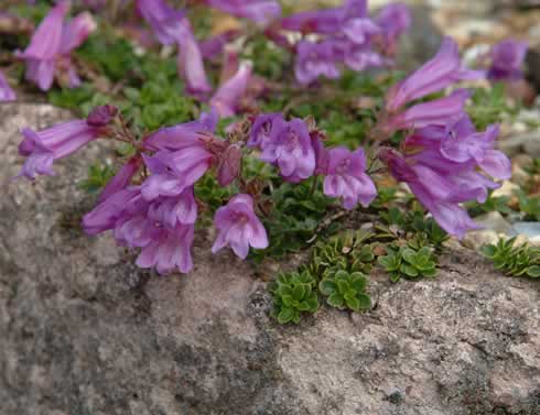 Purple lavender flowers on plants with tiny leaves.