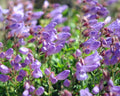Penstemon davidsonii praeteritus