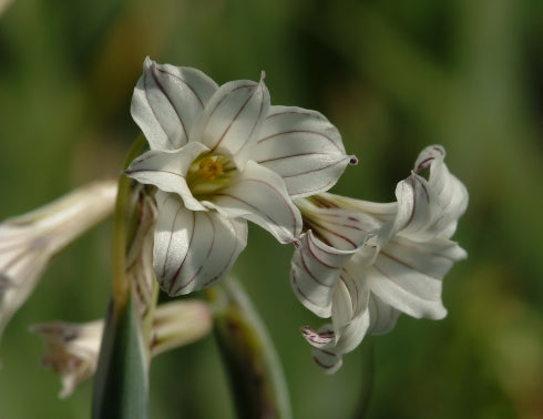 Phaiophleps biflora