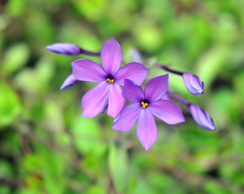 Two purple flowers with yellow centres and several purple buds, photographed against a soft green blurred natural background.